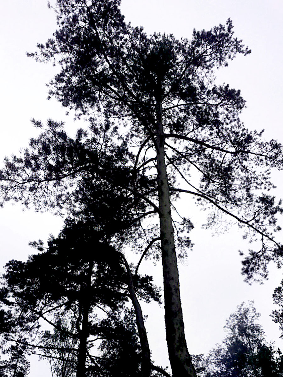 A beautiful pine